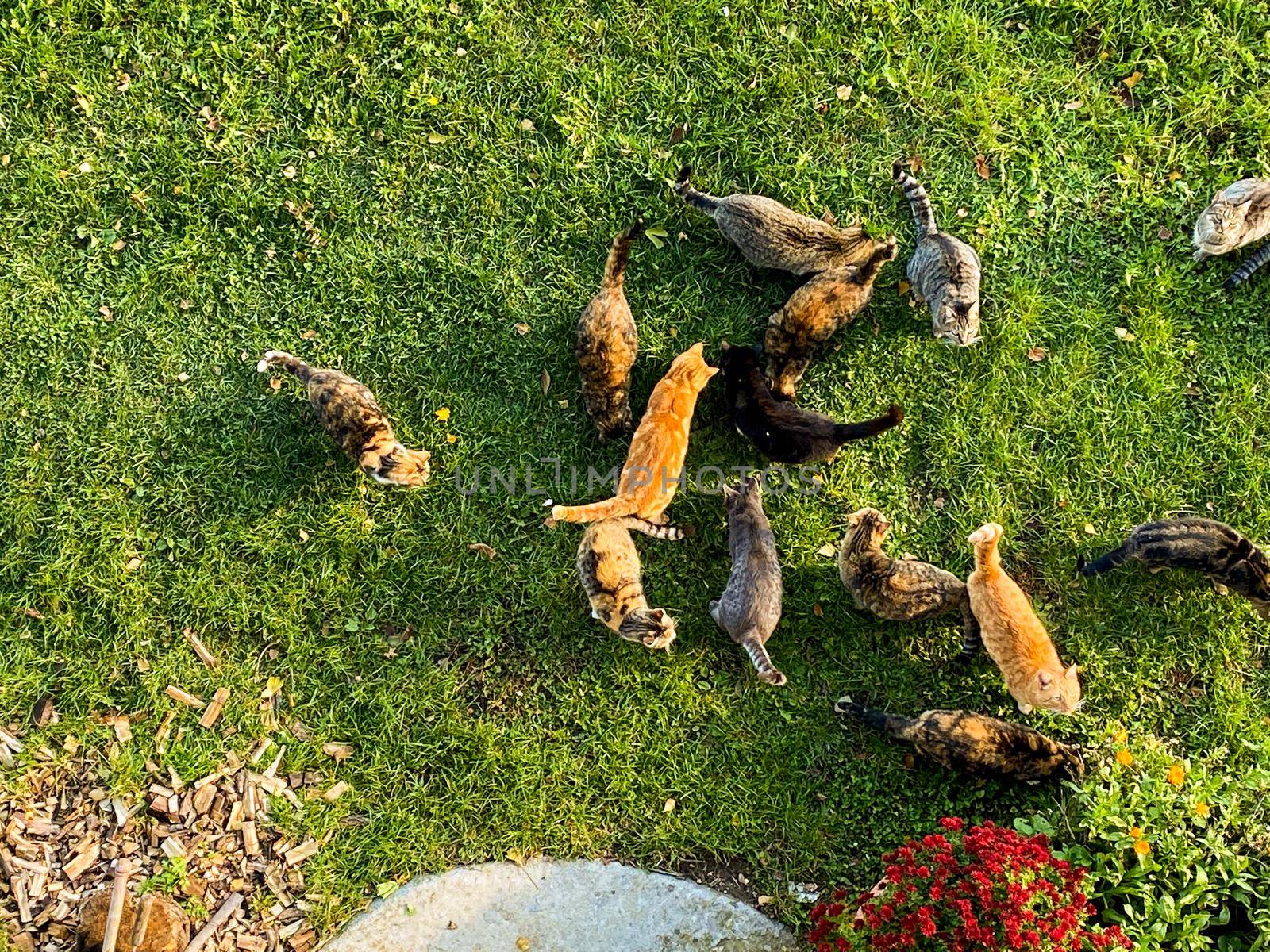 Top view of many cats in the garden waiting food