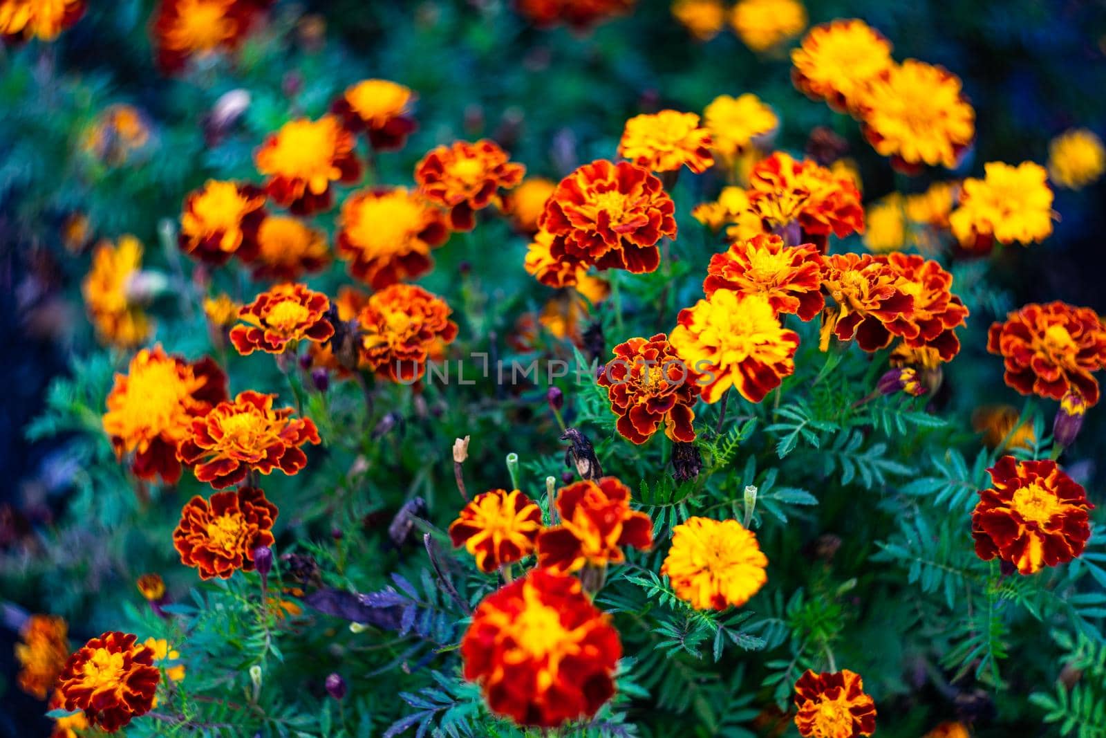 Bright marigold flowers in autumnal garden as a natural background