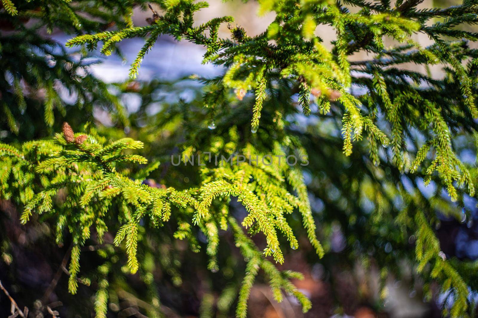 Fir tree and cones with snow and ice in the wild forest