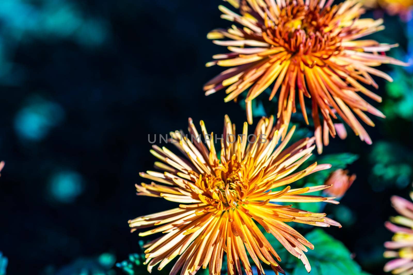 Close up of autumnal flowers blooming in the falltime garden