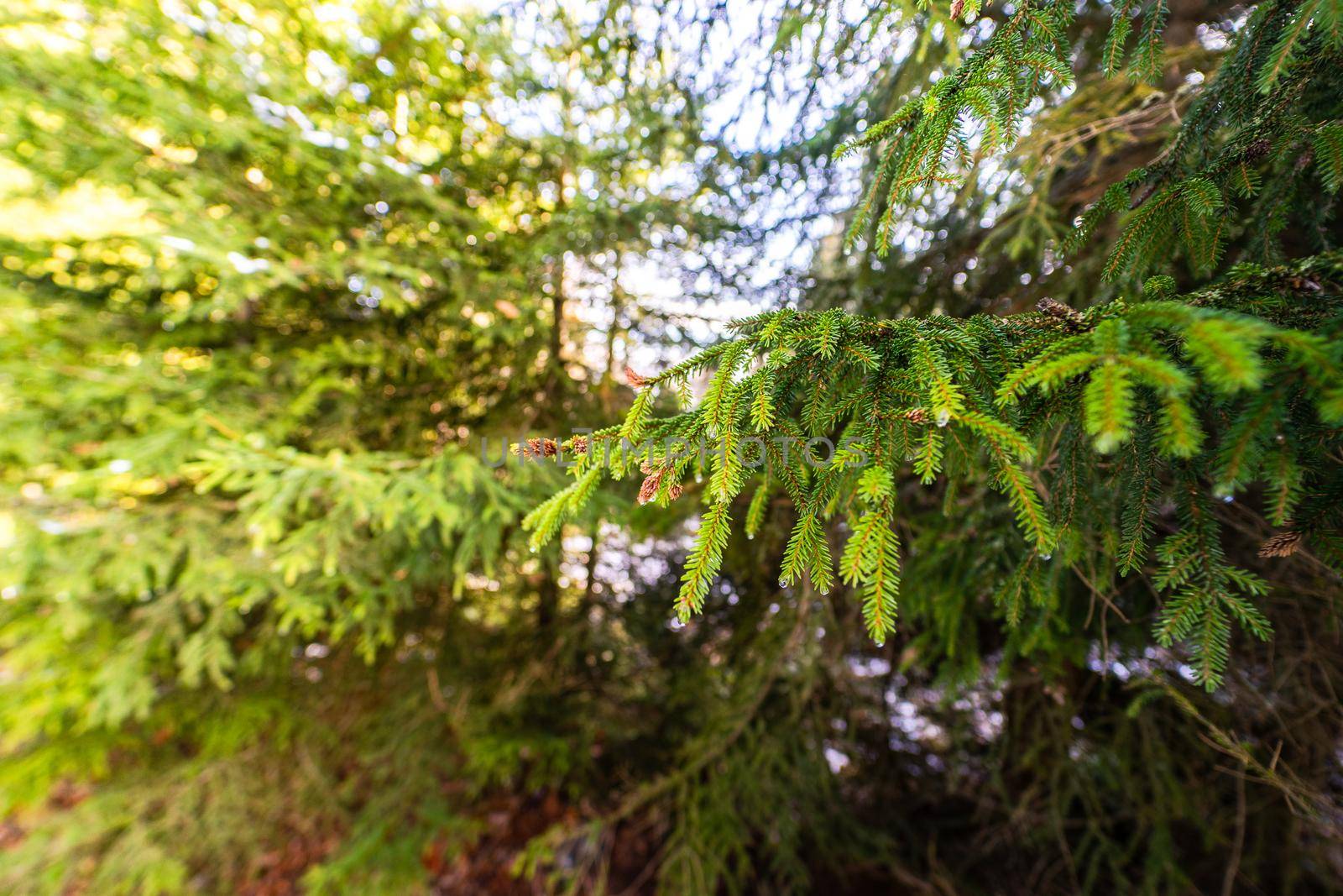 Fir tree and cones with snow and ice in the wild forest