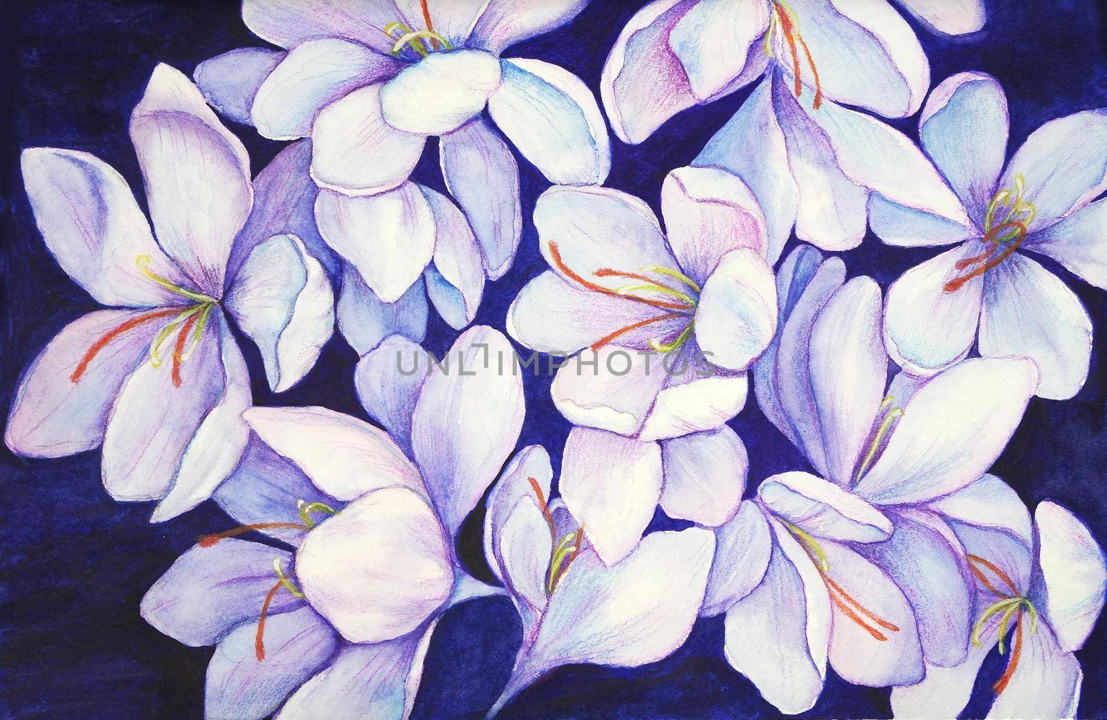 Crocuses purple flowers. Snowdrops drawing in watercolor. Floral background