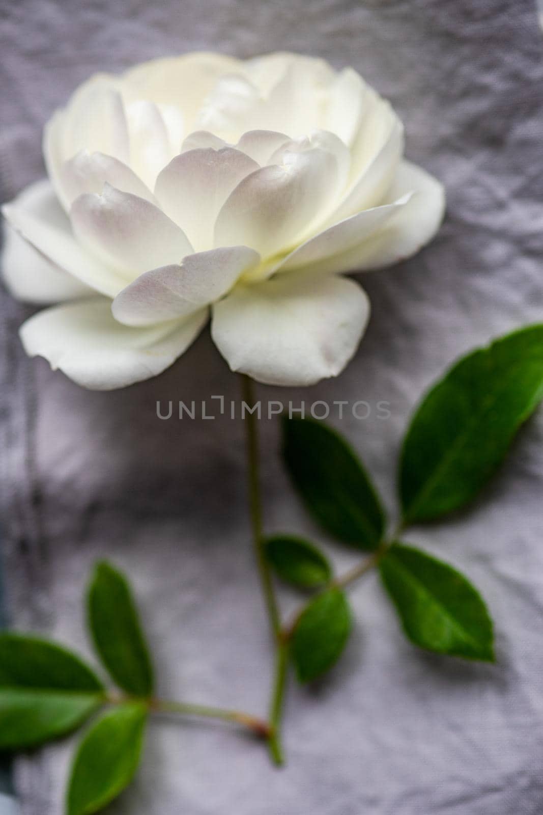 Blooming white rose flowers on concrete background as a floral card concept