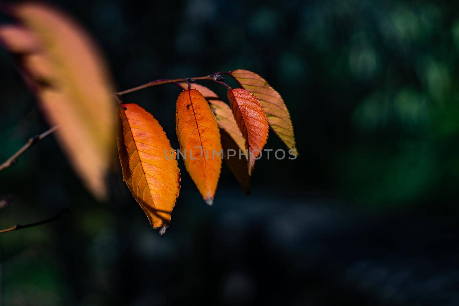 Yellow leaves on the tree as a autumnal background concept