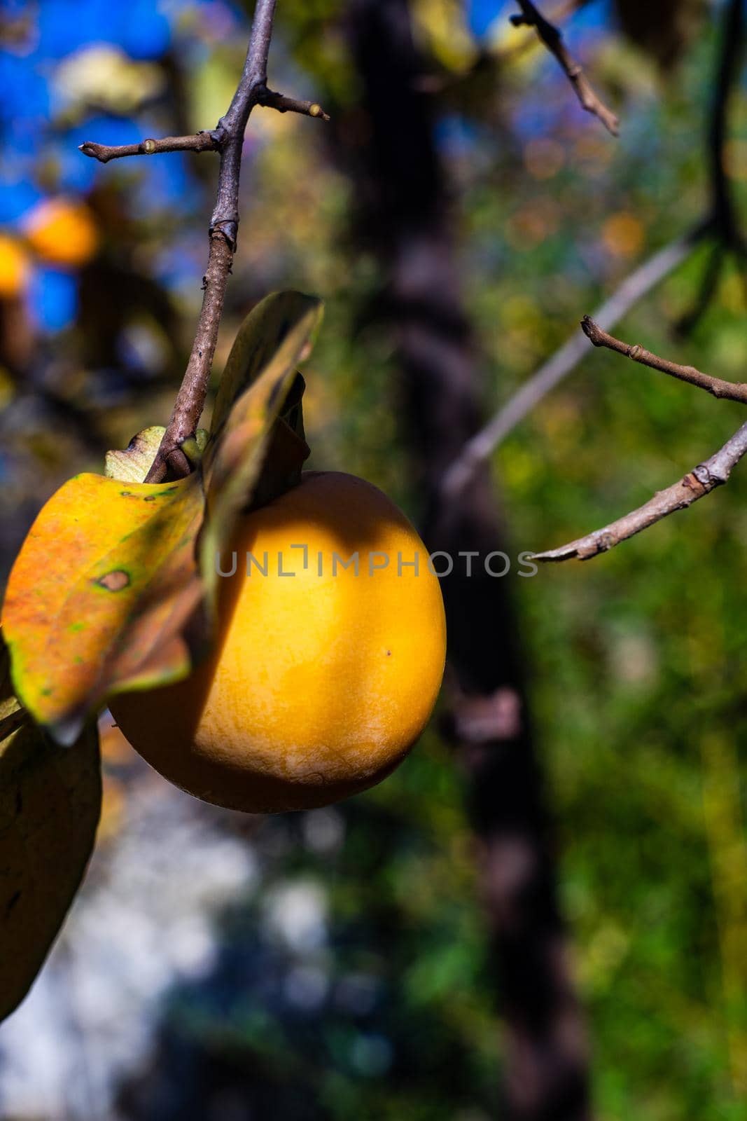 Ripe persimmon fruits in autumnal garden as afalltime card