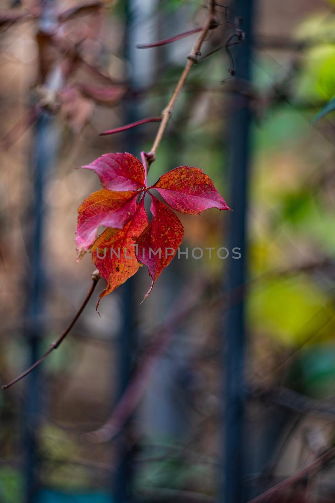 Autumnal leaves of wild grape plant as a fall time card