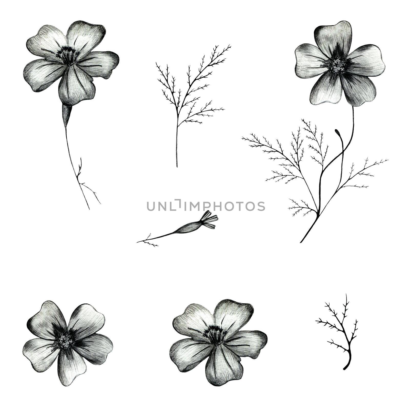 Set of Black and White Hand Drawn Marigold Flower Isolated on White Background. Marigold Flower Collection Drawn by Black Pencil.
