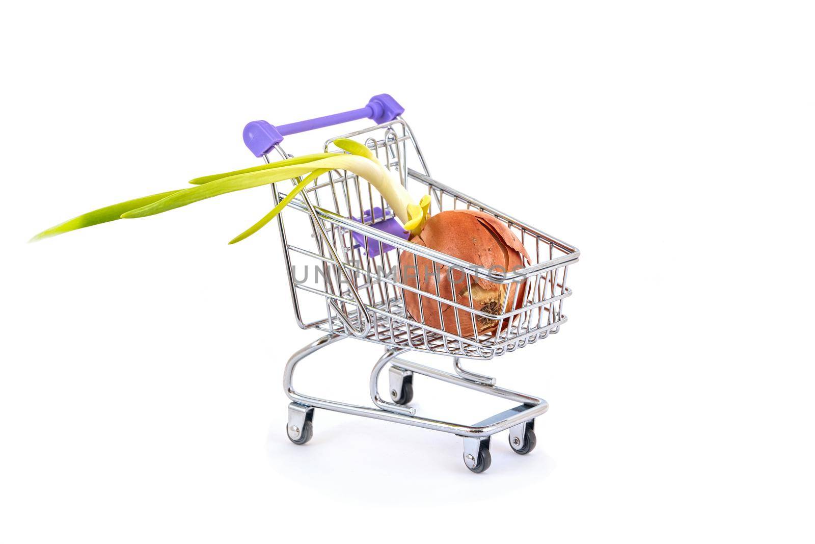 A ripe bulb lies in a small supermarket trolley on a white background, close up