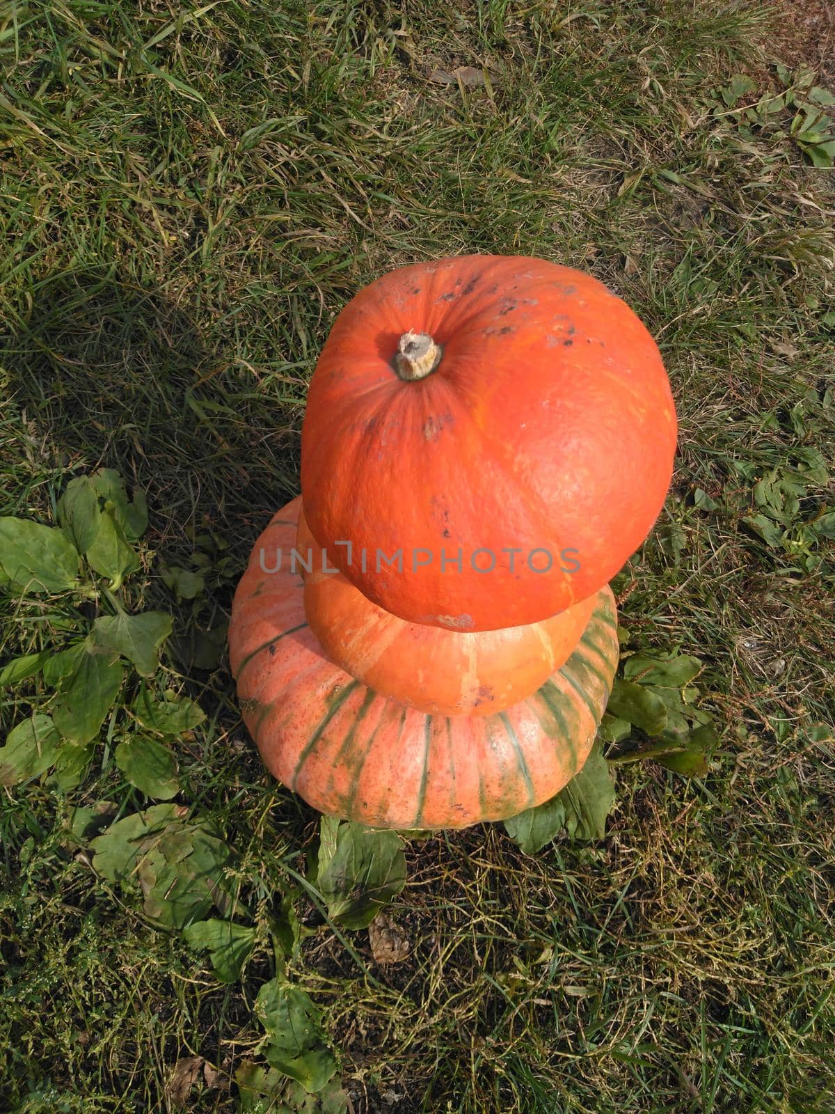 Orange autumn pumpkins on the farm. Autumn concept with pumpkin. Huge orange-yellow pumpkins.