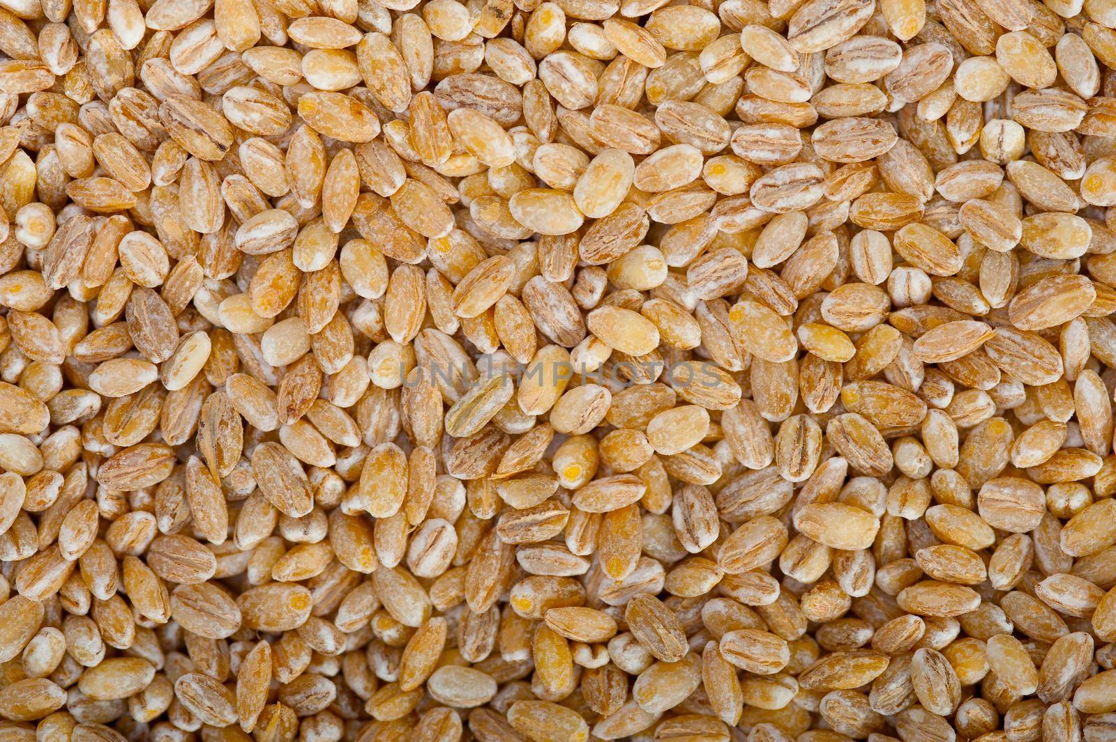 organic barley grains by keko64