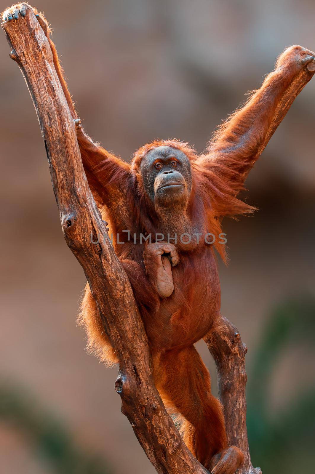 a female orangutan climbs on a tree