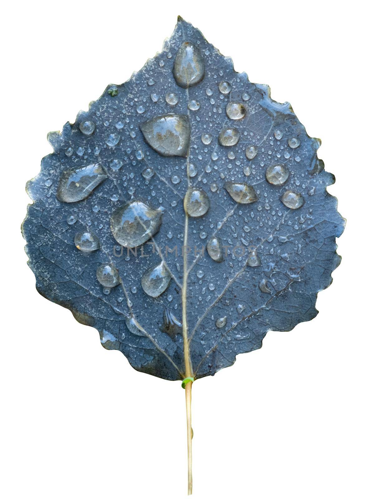 Isolated Leaf In Autumn With Water Droplets On A White Background