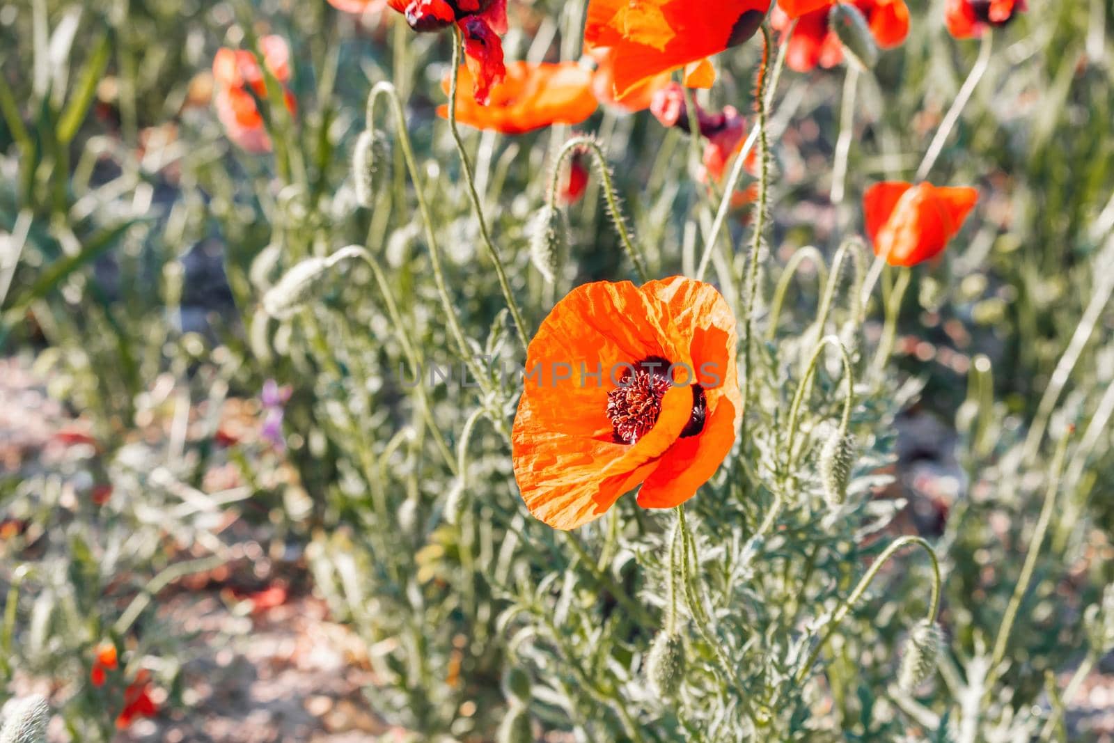 Large Field with red poppies and green grass at sunset. Beautiful field scarlet poppies flowers with selective focus. Red poppies in soft light. Glade of red poppies. Soft focus blur. Papaver sp