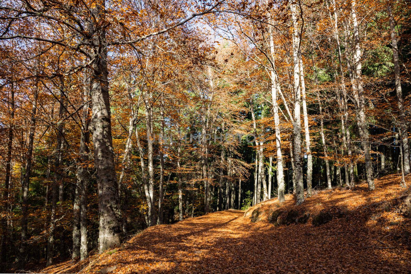 Autumn forest pathway leaves fall in ground landscape on autumnal background in November