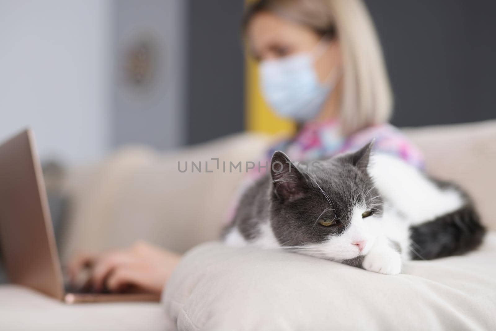 Close-up of domestic cat sleeping peacefully on sofa while owner woman working on laptop. Stay home on quarantine, self isolation. Remote job, cozy concept