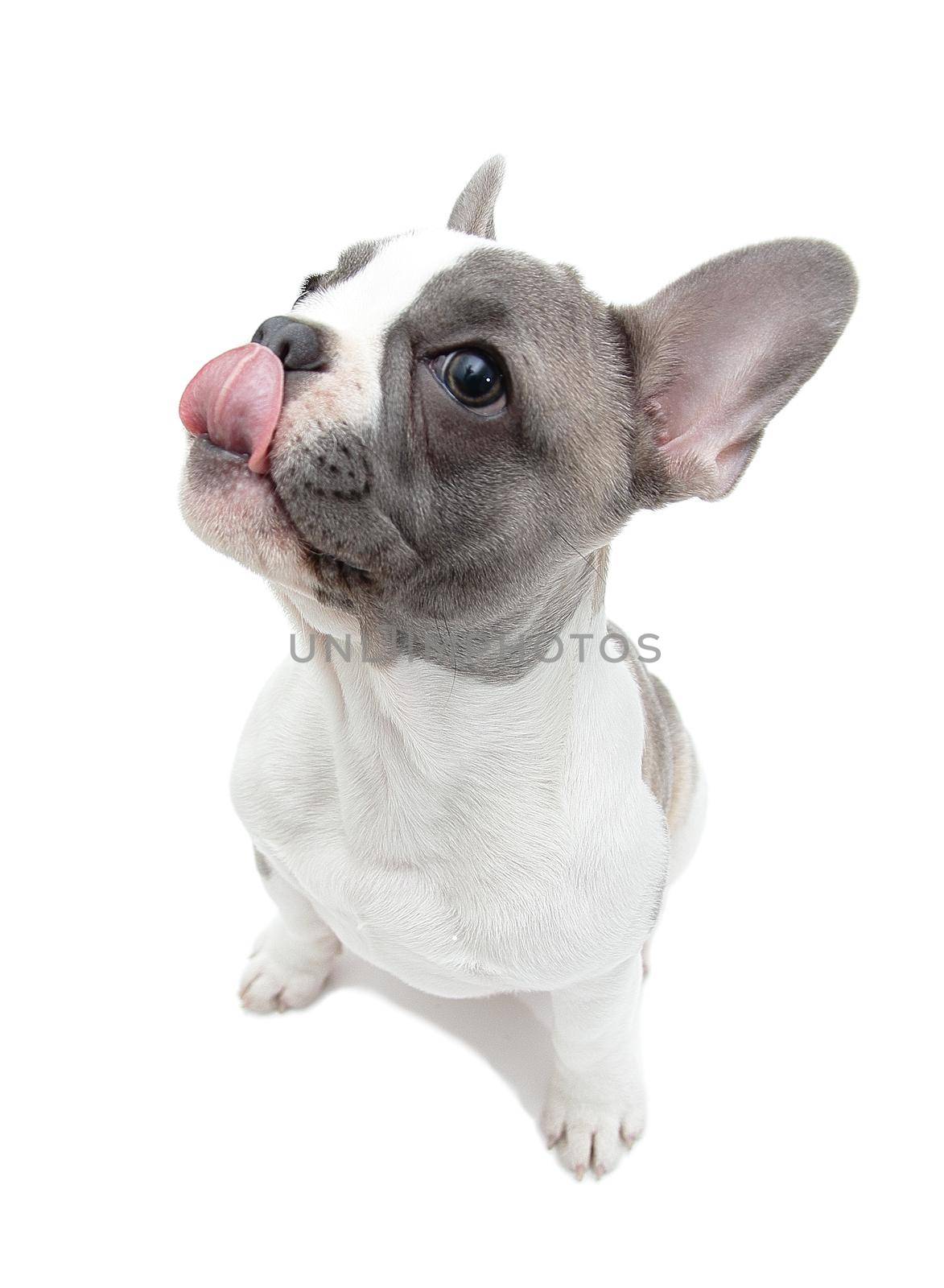 French bulldog puppy licks oneself by dedmorozz