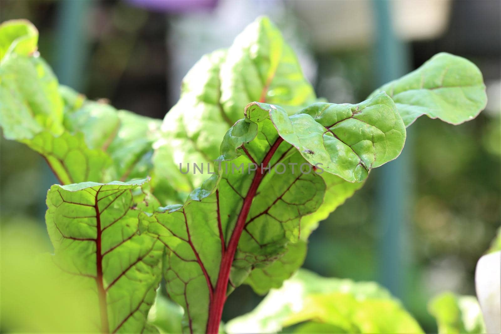 Close-up of red chard leaves on a terrace