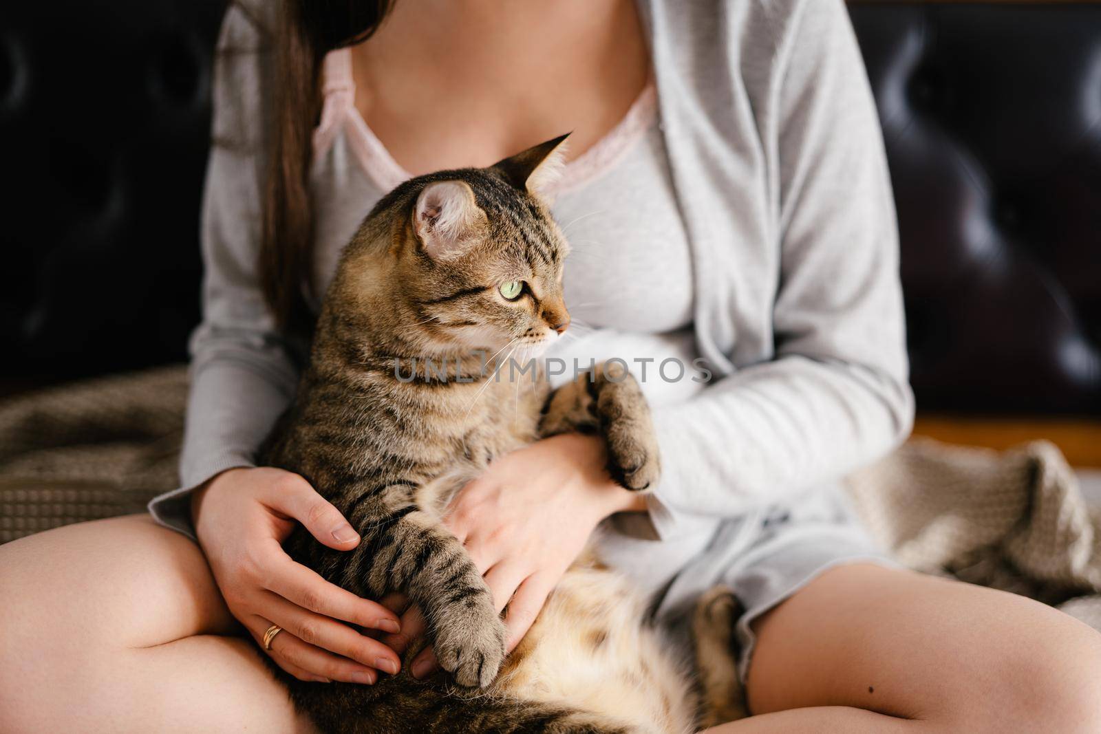 Cat in the arms of a pregnant woman. Close-up. High quality photo