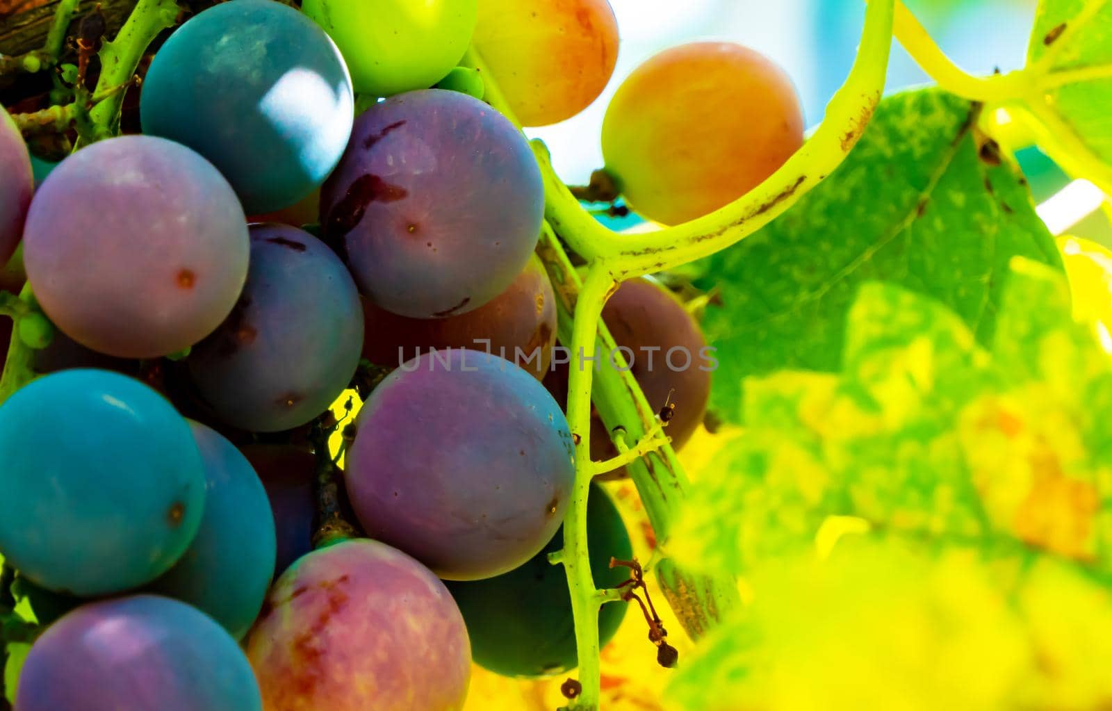 A branch of grape leaves against a clear blue sky. Copy space. . High quality photo