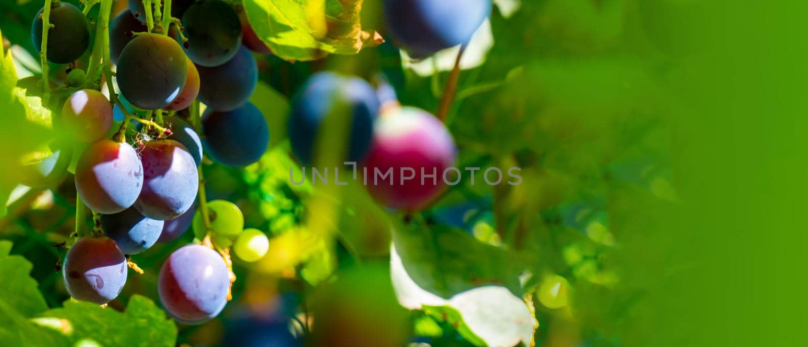 A branch of grape leaves against a clear blue sky. Copy space. by kajasja