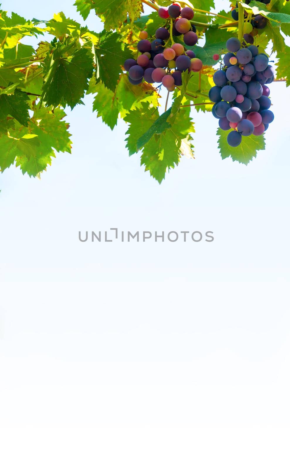 A branch of grape leaves against a clear blue sky. Copy space. . High quality photo