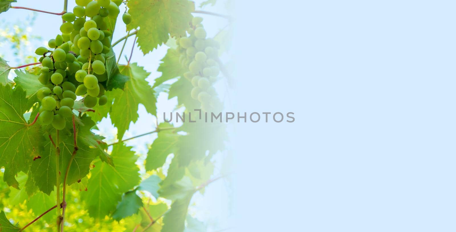 Ripe green grape in vineyard. Grapes green taste sweet growing natural. Green grape on the vine in garden. Banner with copy space. High quality photo