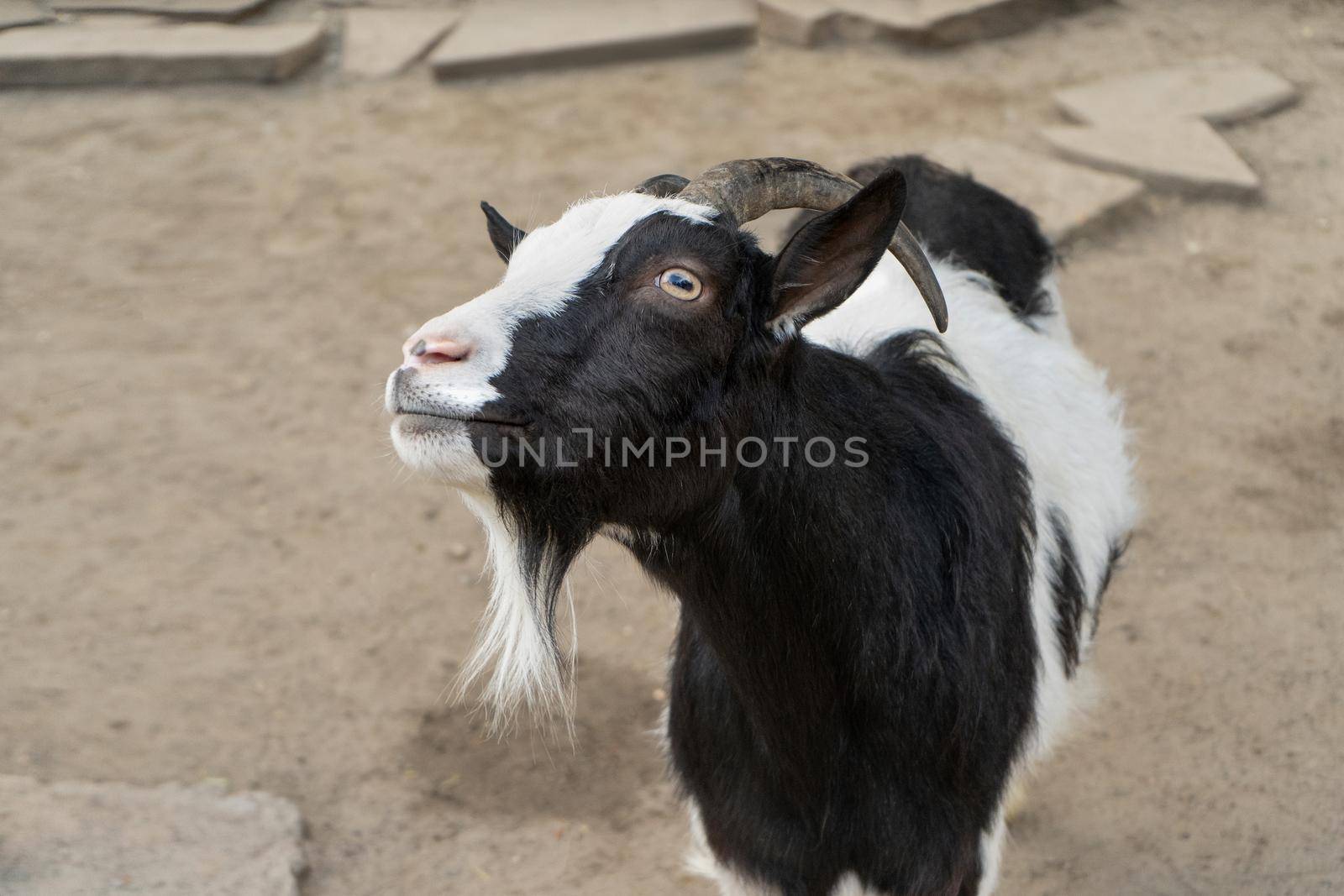 Black and white goat chewing food gotten from visiter in zoo park, closeup of muzzle.
