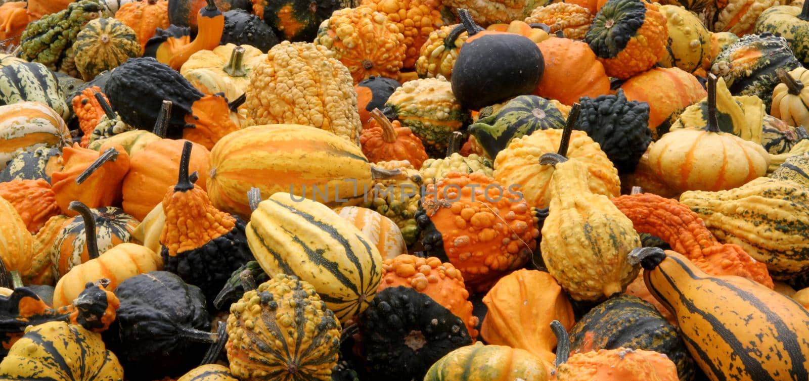 Many different and multi-colored pumpkins lying in the hay by BEMPhoto