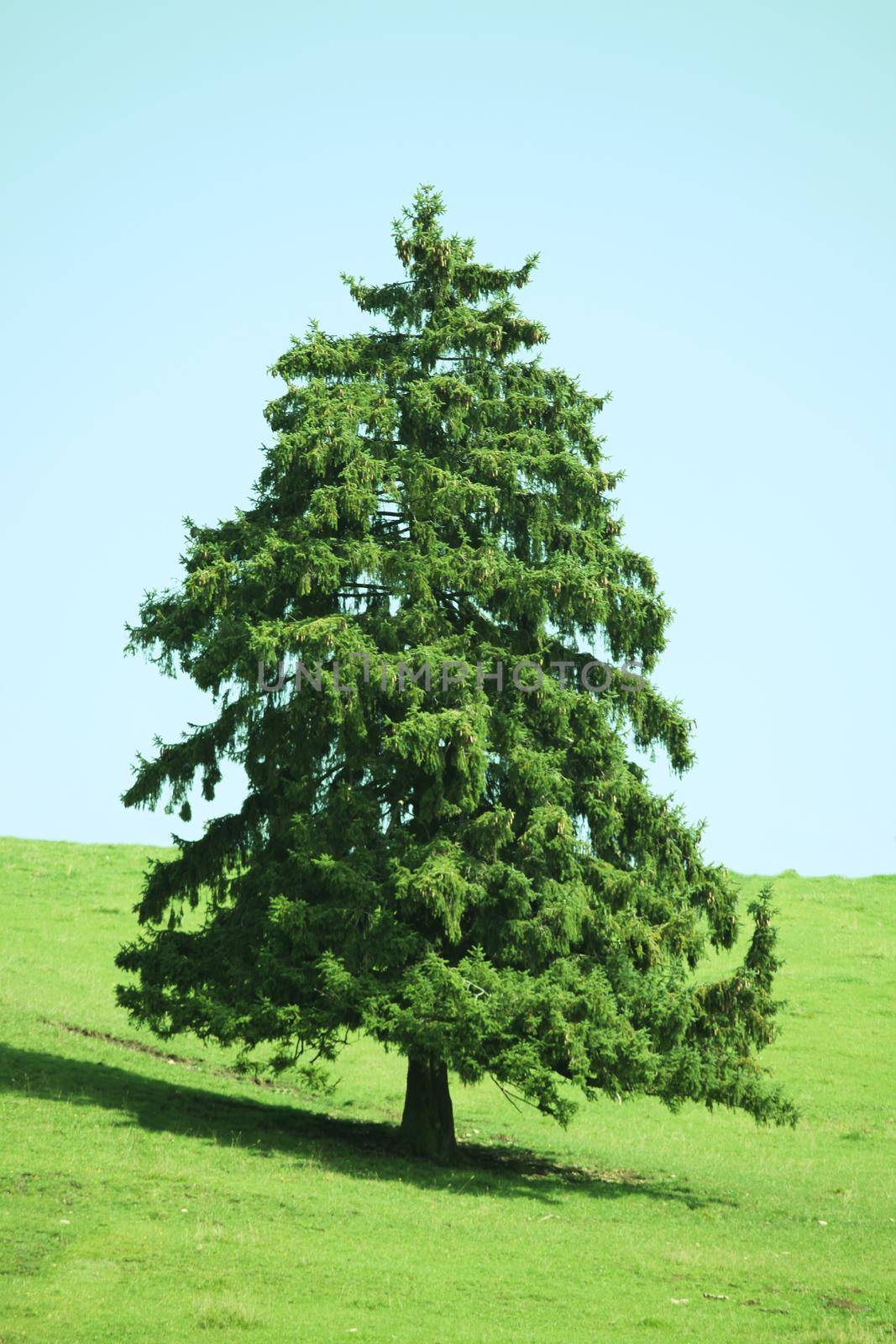 Forever green fluffy spruce standing in a green meadow - Photo