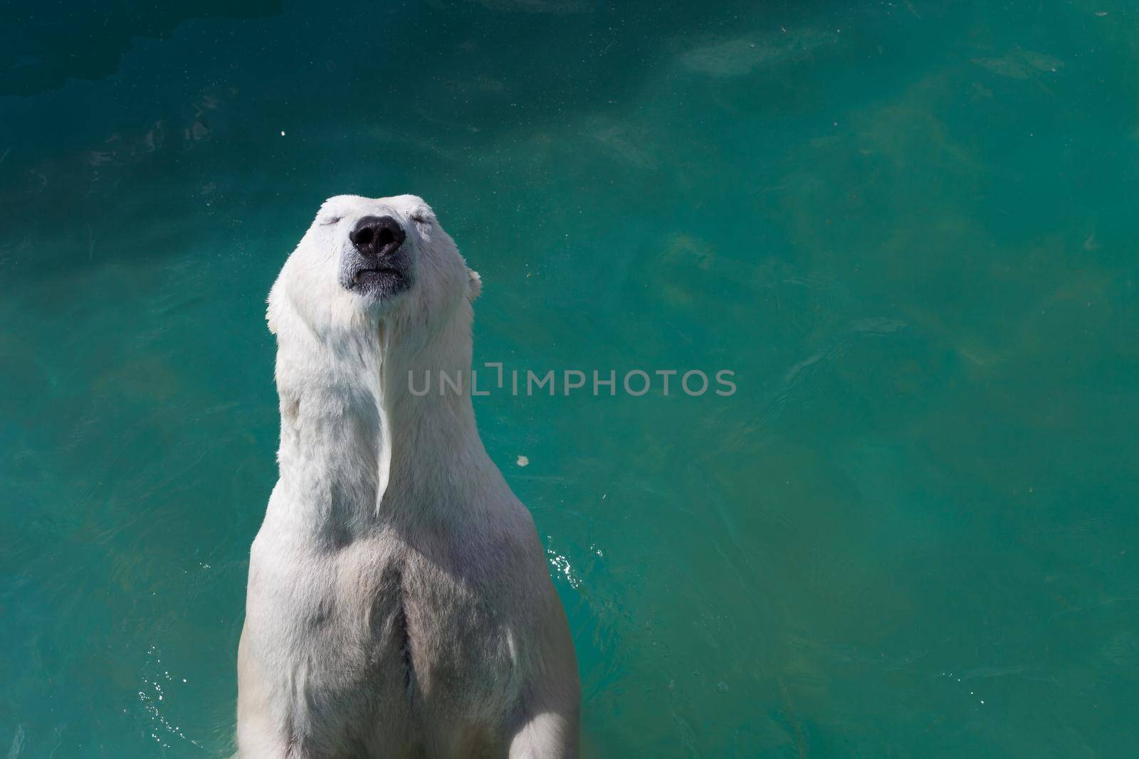 Polar bear swims in the sea. Portrait of a bear close-up by gordiza