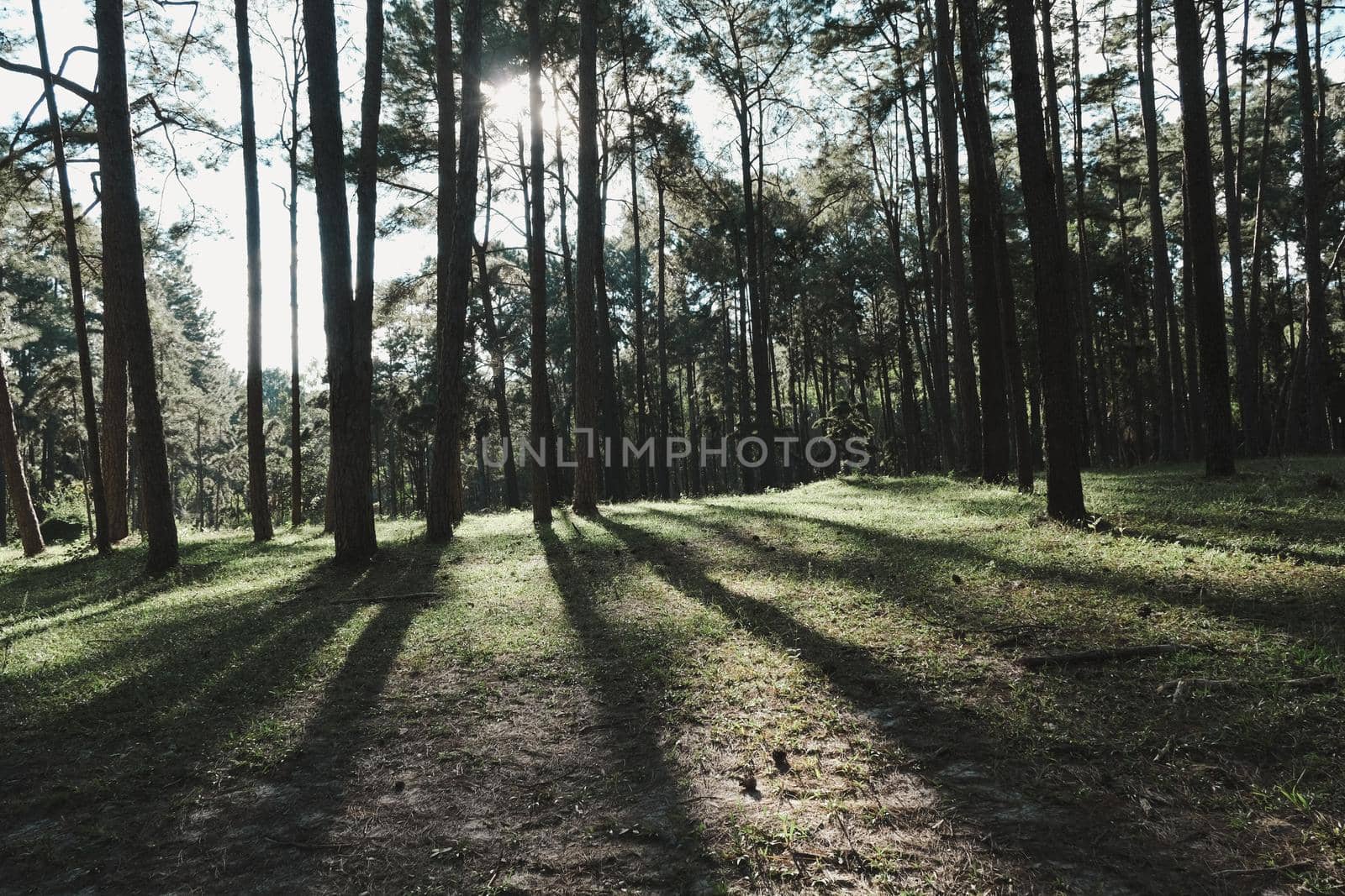 Beautiful summer view of a pine forest in asian with the sunlight shines through the pine branches down. The sunlight shines through woods in the forest landscape. by TEERASAK
