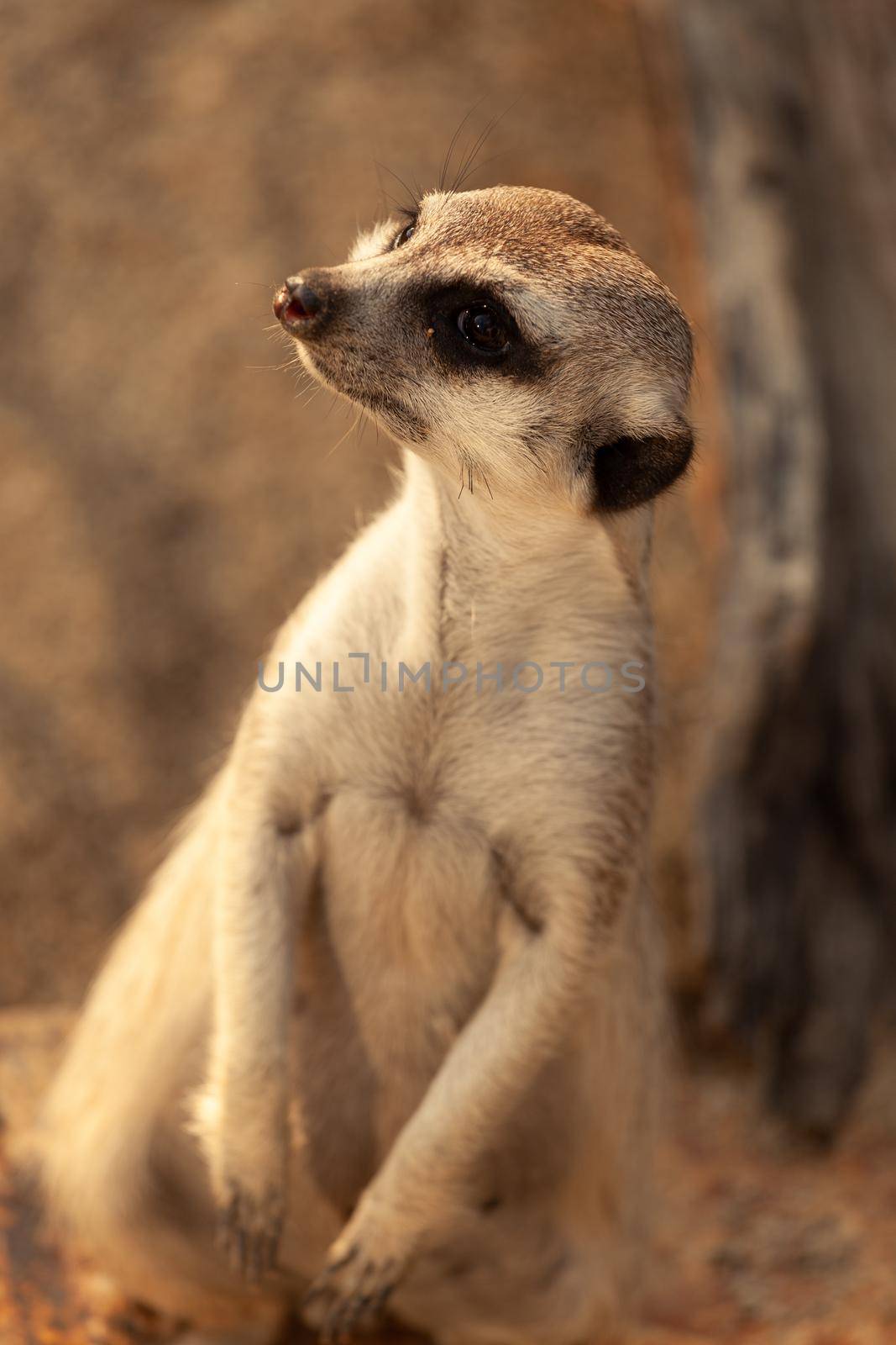 A family of meerkats fears an attack from air predators. High quality photo