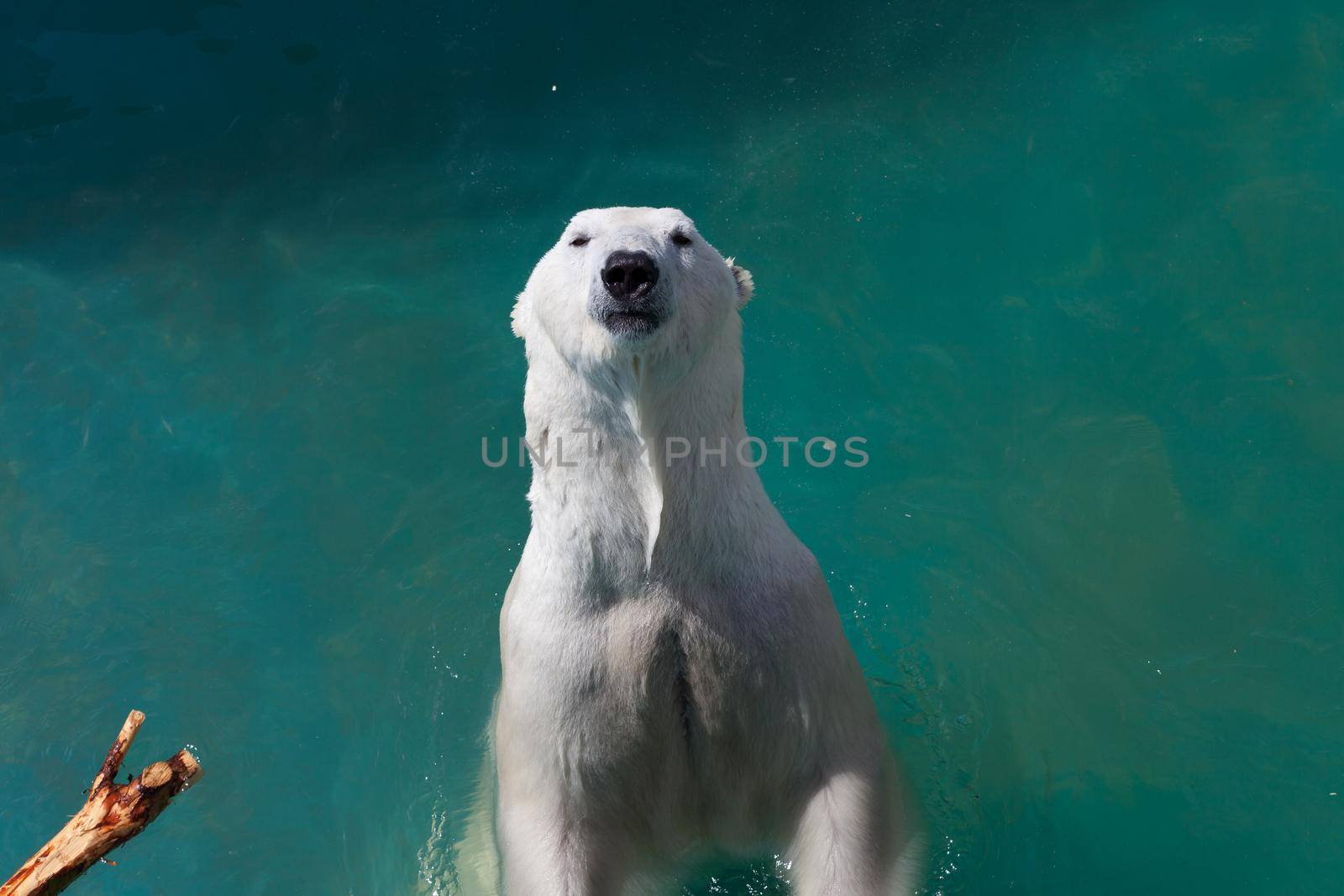 Polar bear swims in the sea by gordiza