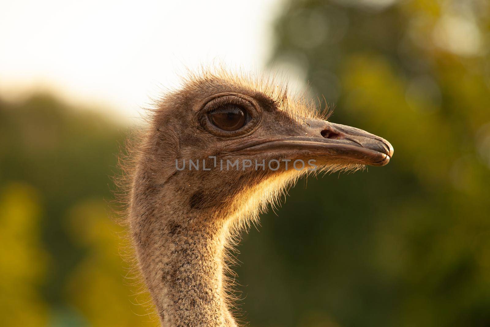 Close up portrait. Ostrich head by gordiza