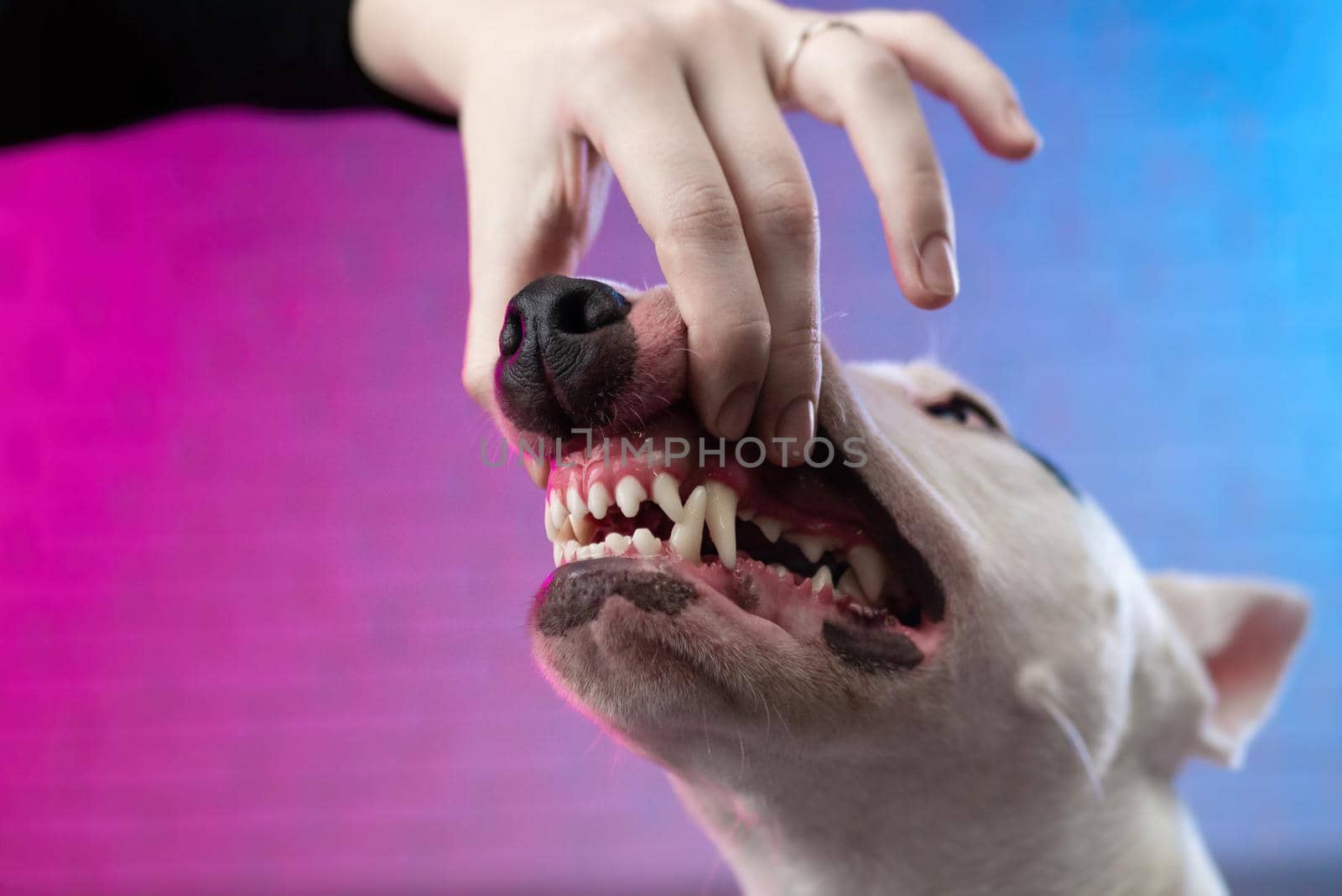 human hand opens the mouth of a dog showing the snarl and teeth of a white bull terrier