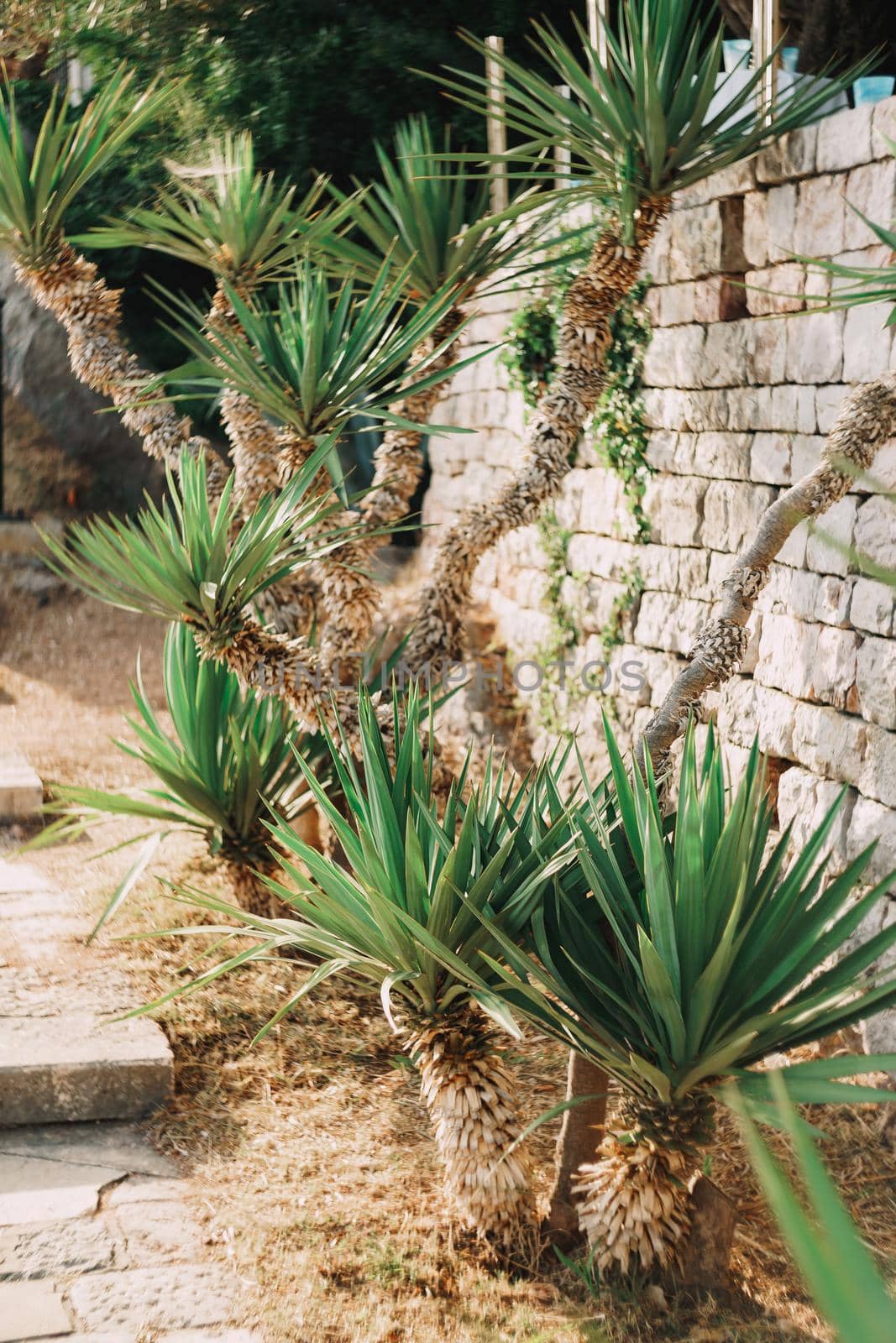 Small palm tree grows against a stone wall in the garden near the steps. High quality photo