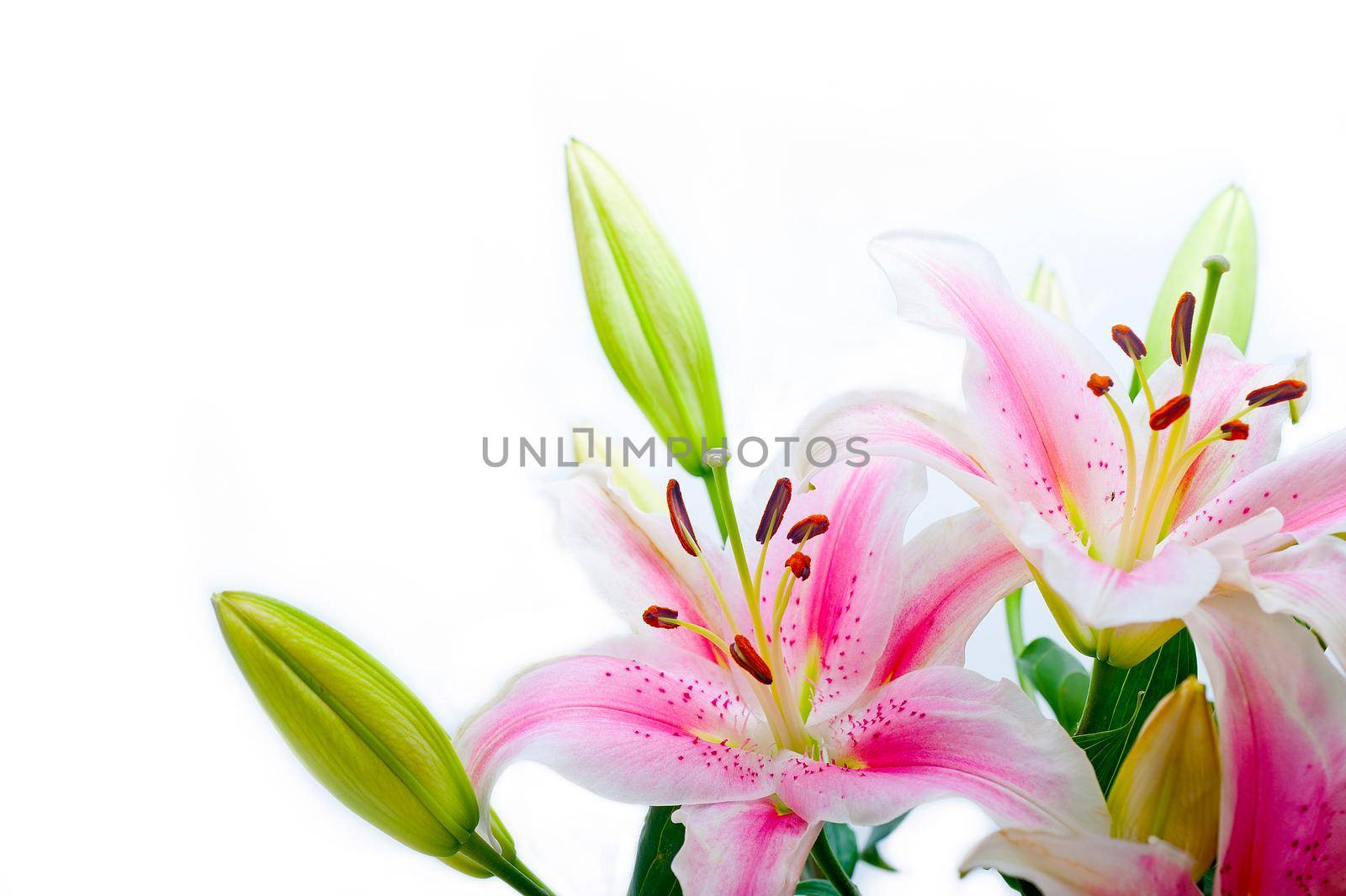 pink lily flower bouquet by keko64