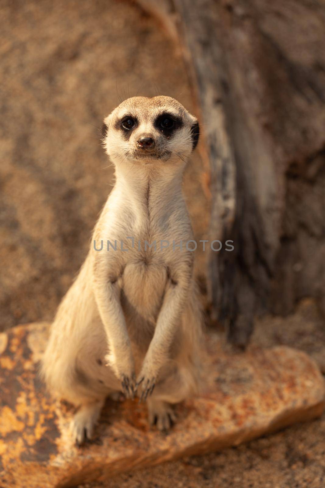 A family of meerkats fears an attack from air predators by gordiza