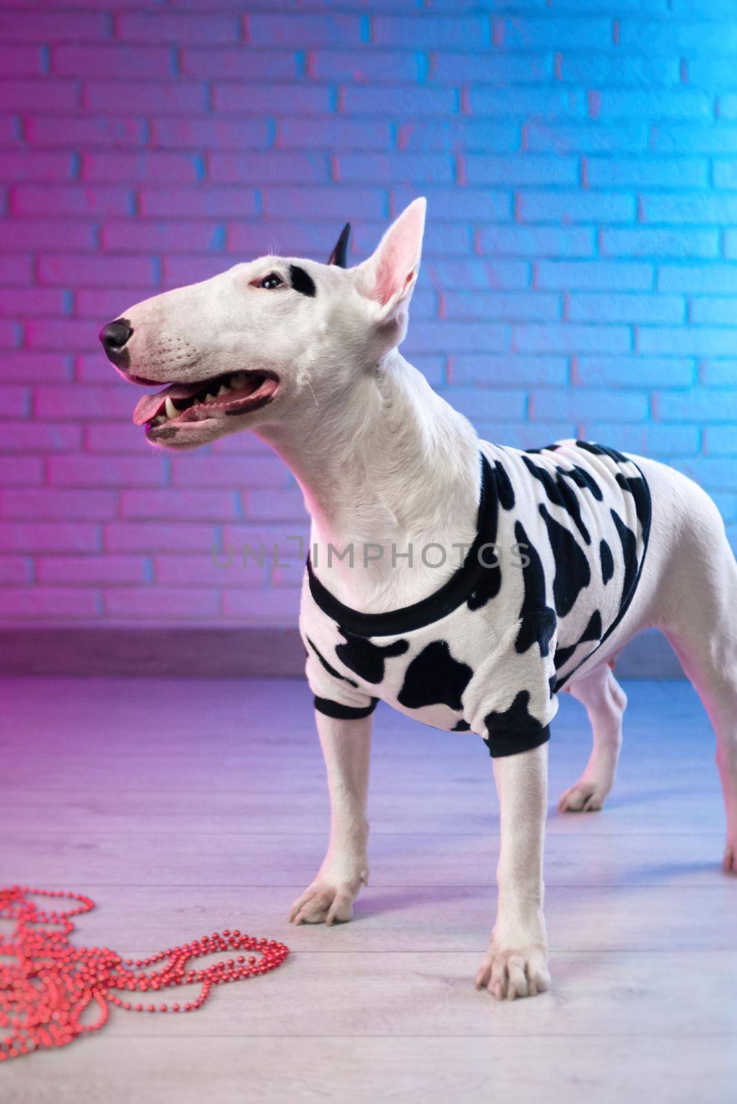 a white bull terrier in spotted dog clothes against a brick wall in neon pink and blue tones by Rotozey