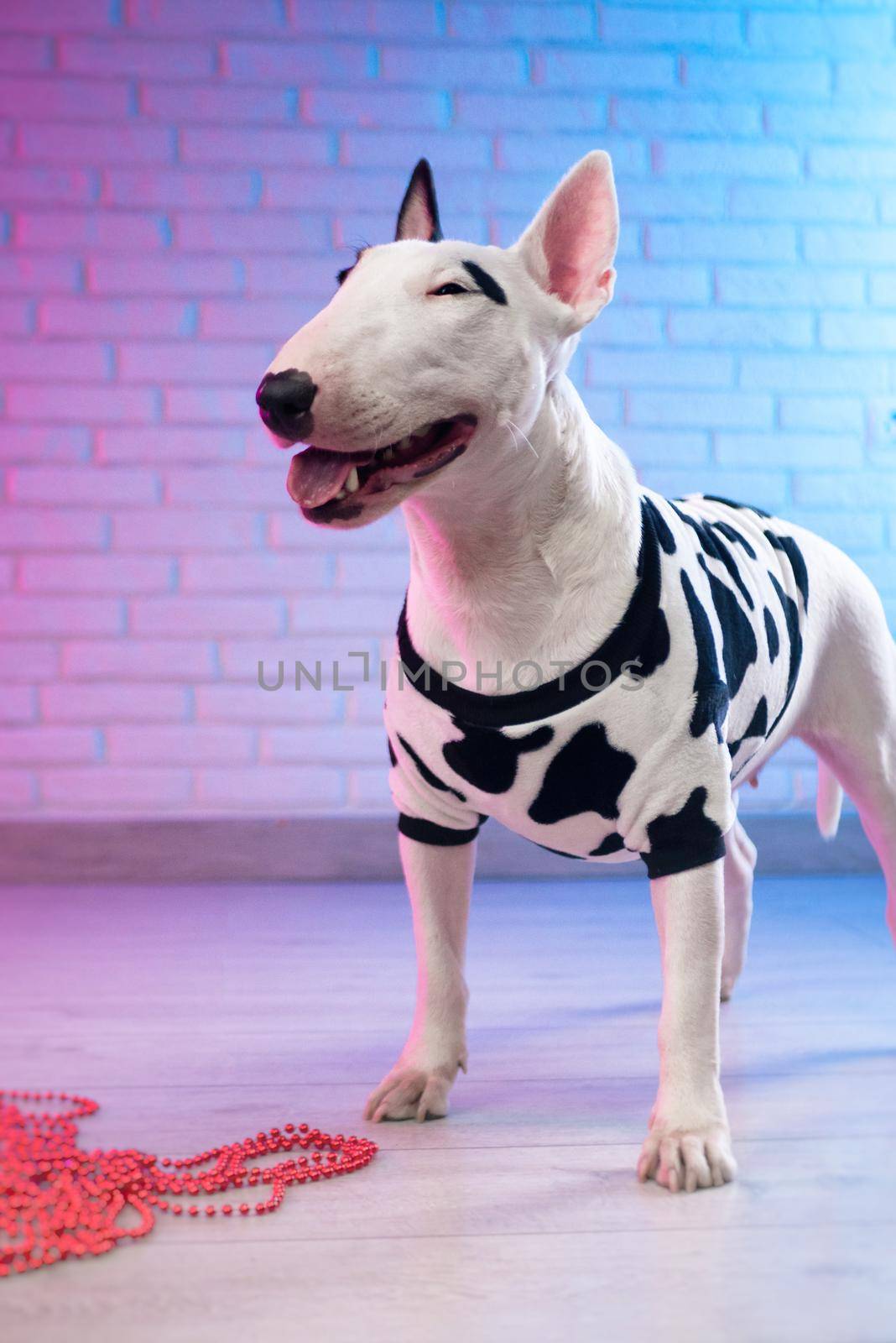 white bull terrier in spotted dog clothes against a brick wall in neon pink and blue tones