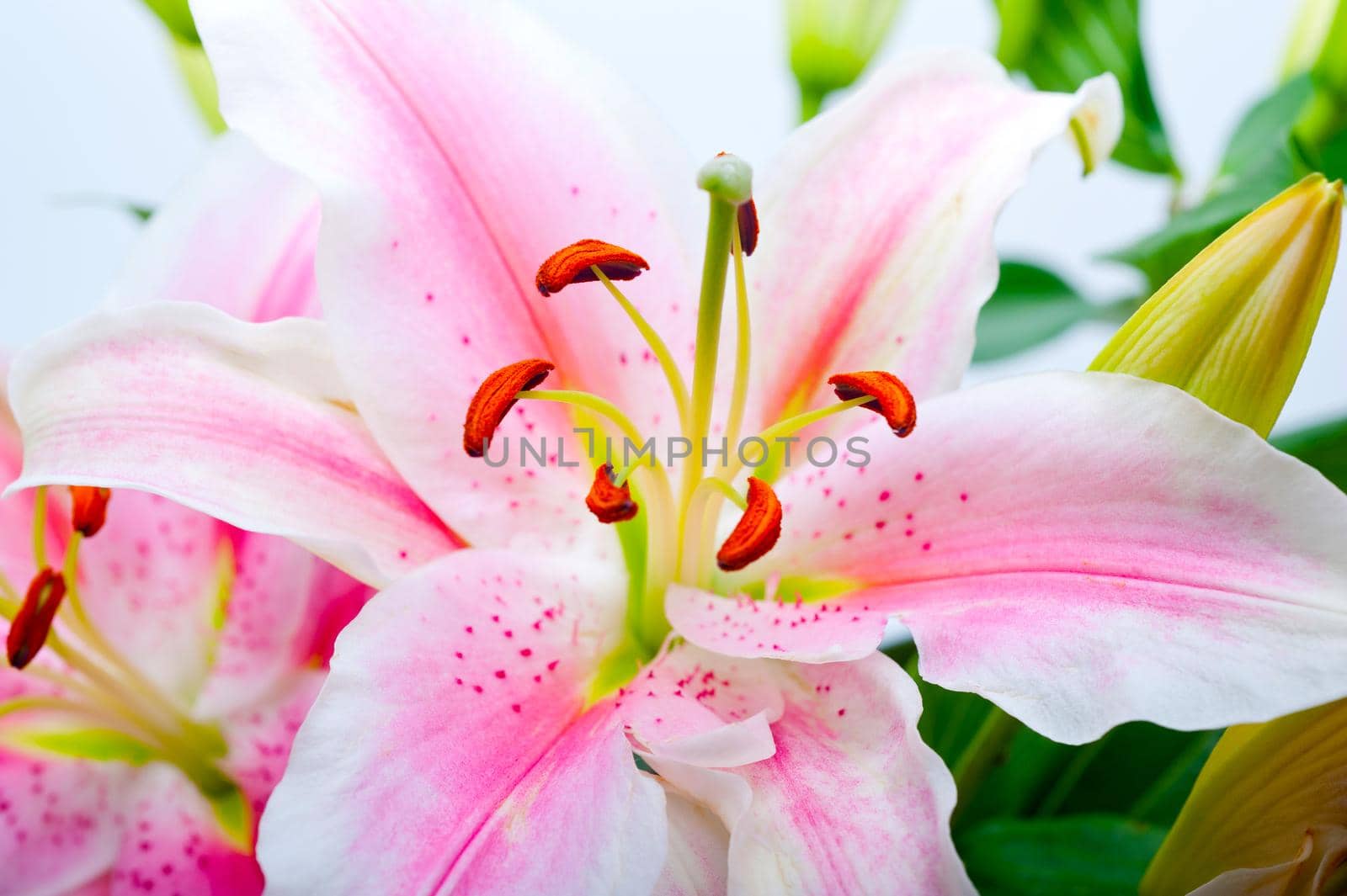 pink lily flower bouquet by keko64