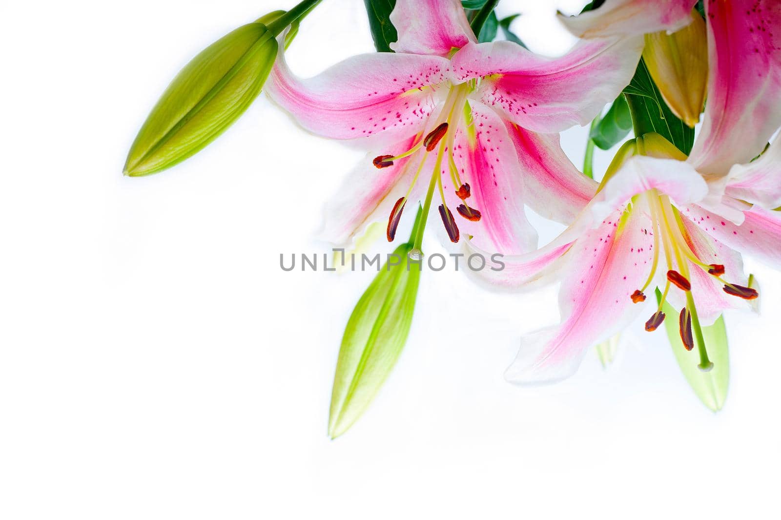 lily flowers corner frame over white background copyspace