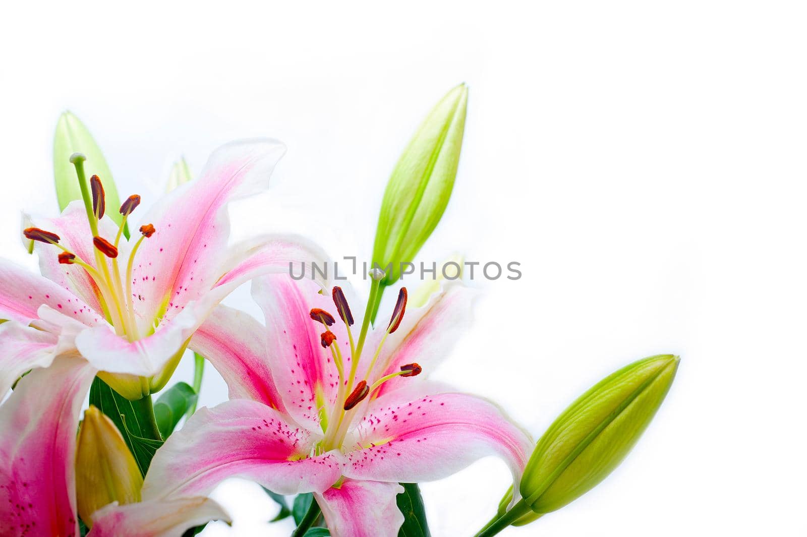 lily flowers corner frame by keko64