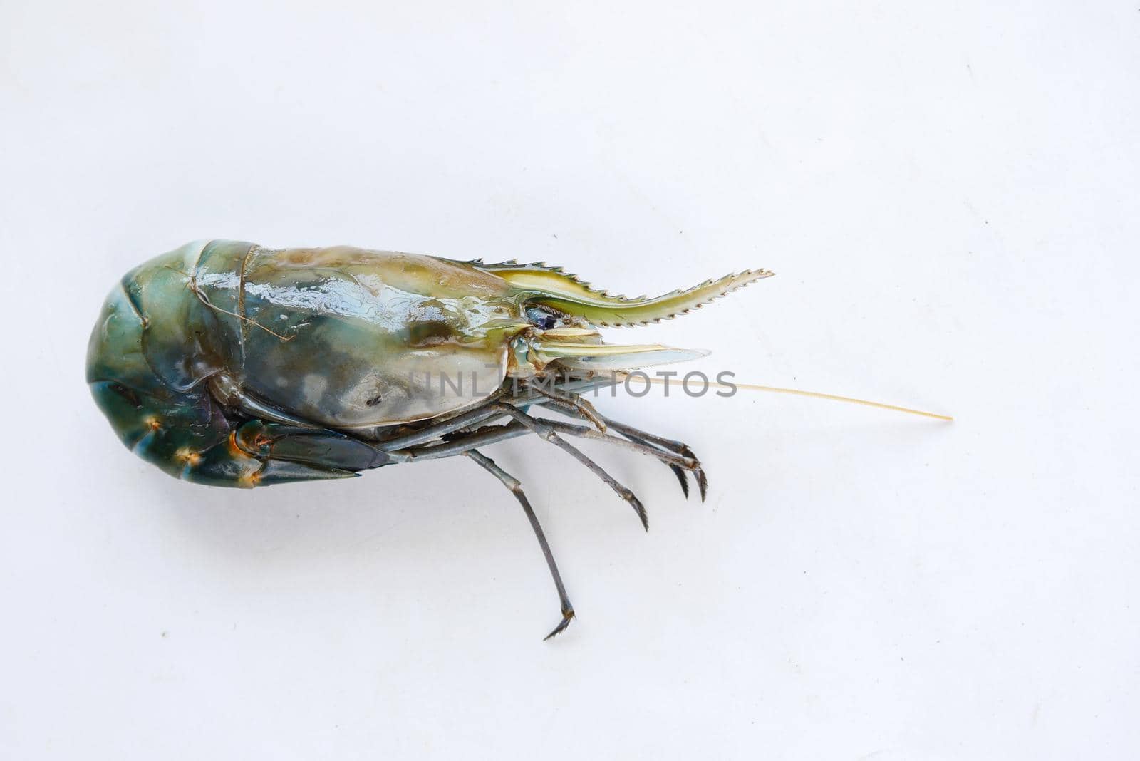 close up of raw king prawn on white background .