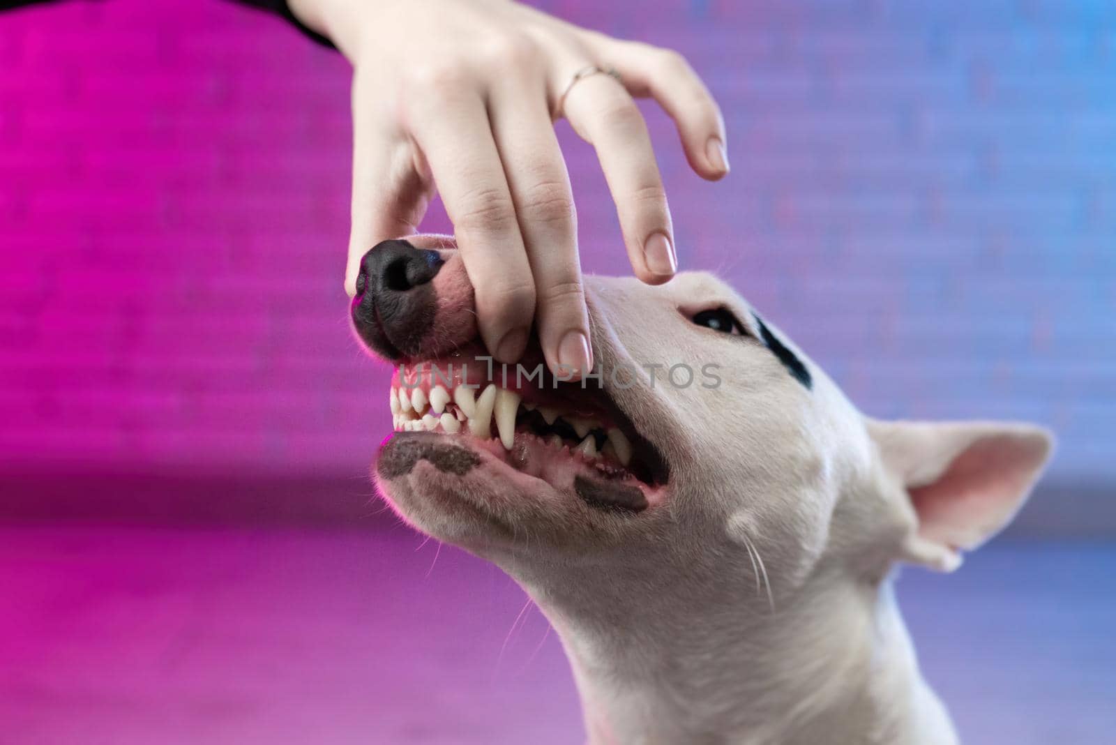 human hand opens the mouth of a dog showing the snarl and teeth of a white bull terrier