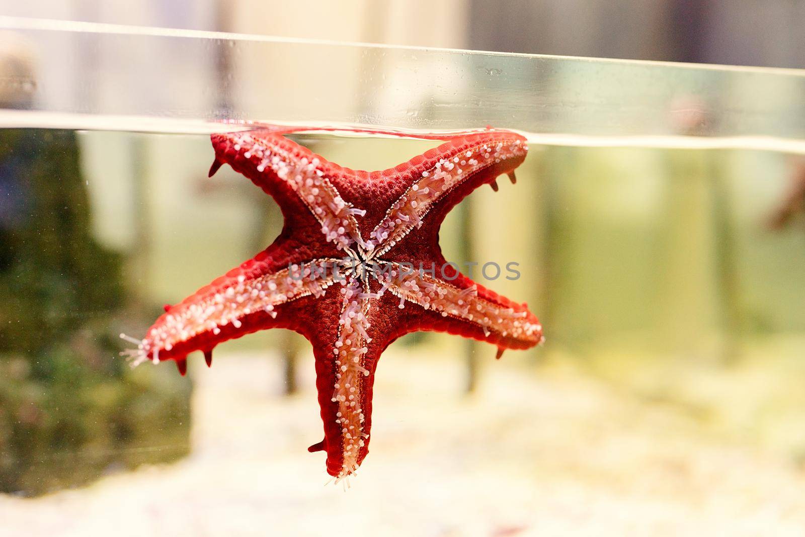 aquariums with starfish in oceanarium, fish underwater