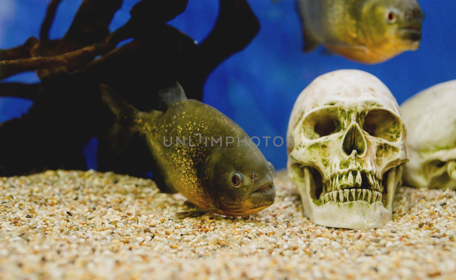 aquariums with fish in oceanarium by Desperada
