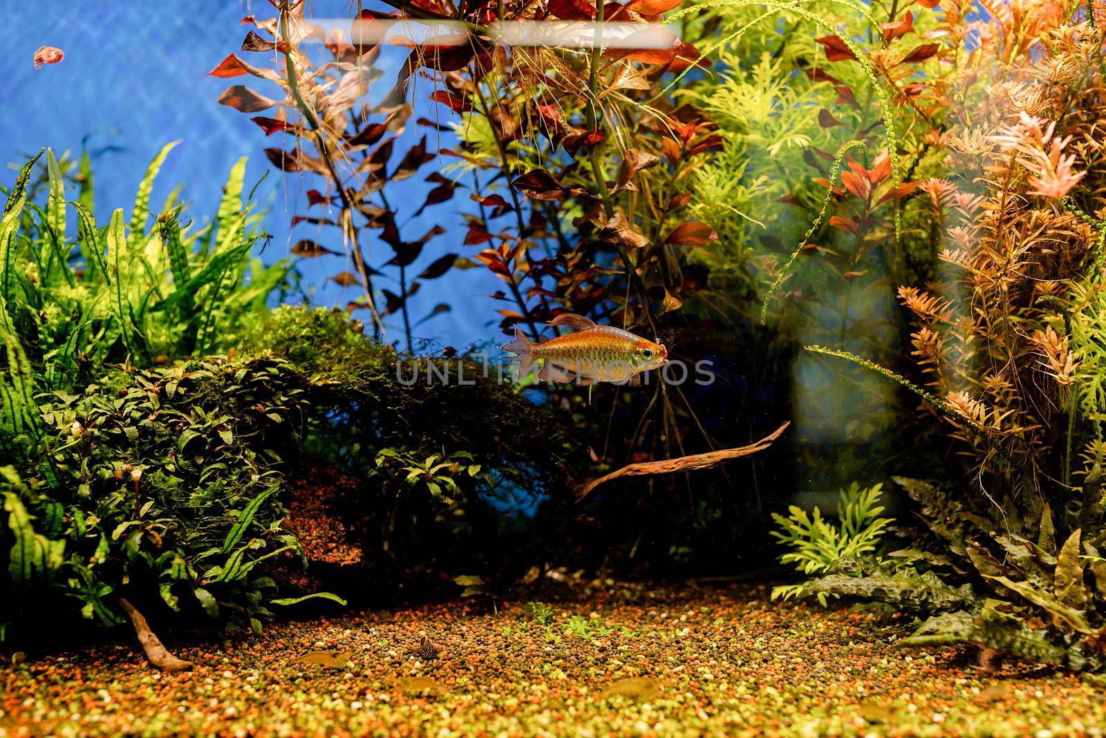 aquariums with fish in oceanarium, fish underwater