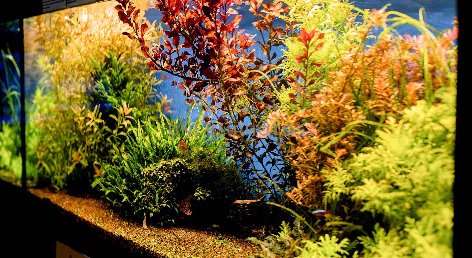 aquariums with fish in oceanarium, fish underwater