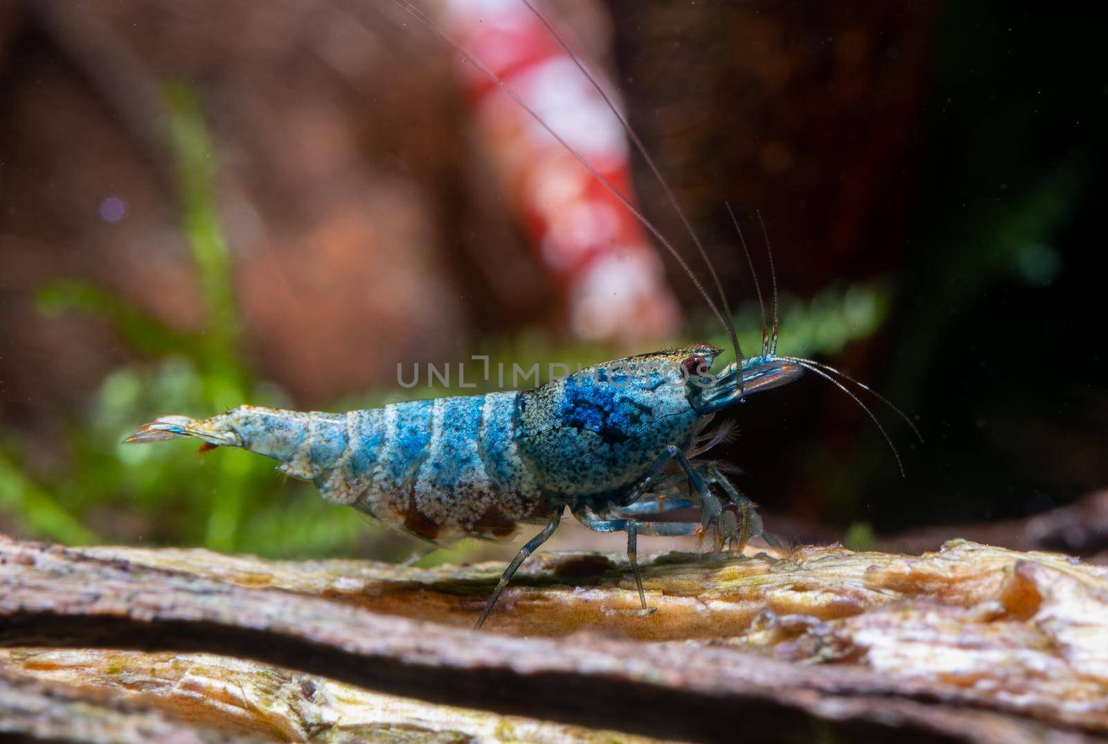 Blue bolt dwarf shrimp stay on timber decoration and look to right side in fresh water aquarium tank.